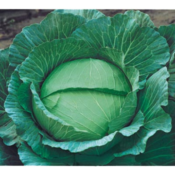 HC06 Wudi heat resistant,Oblateness green F1 hybrid cabbage seeds